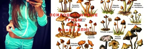 шишки Алексин